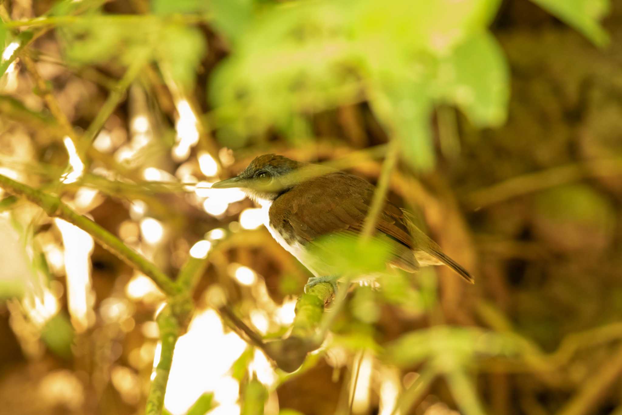 Photo of Bicolored Antbird at Pipeline Road(Gamboa) by Trio