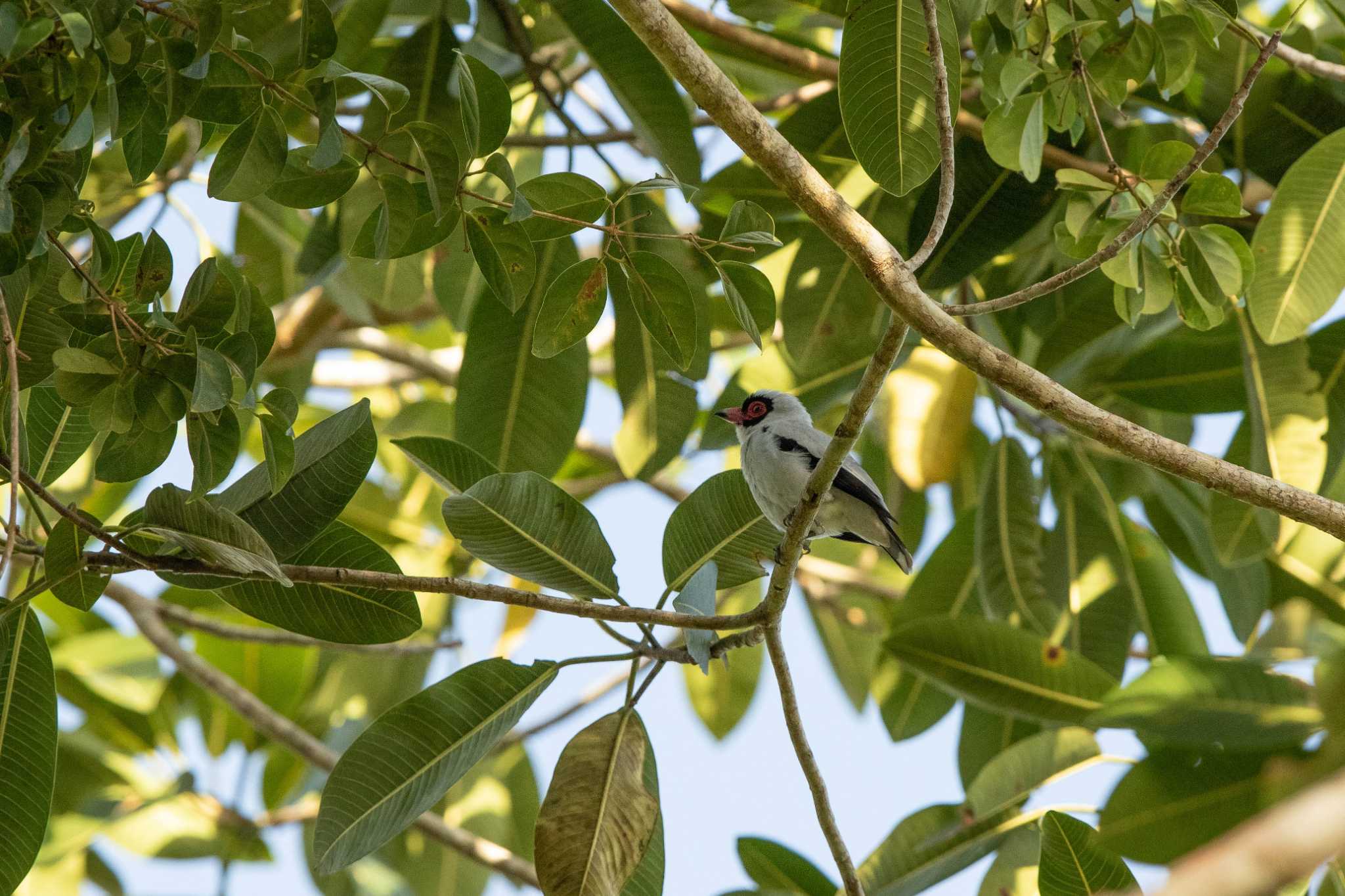 Photo of Masked Tityra at Pipeline Road(Gamboa) by Trio