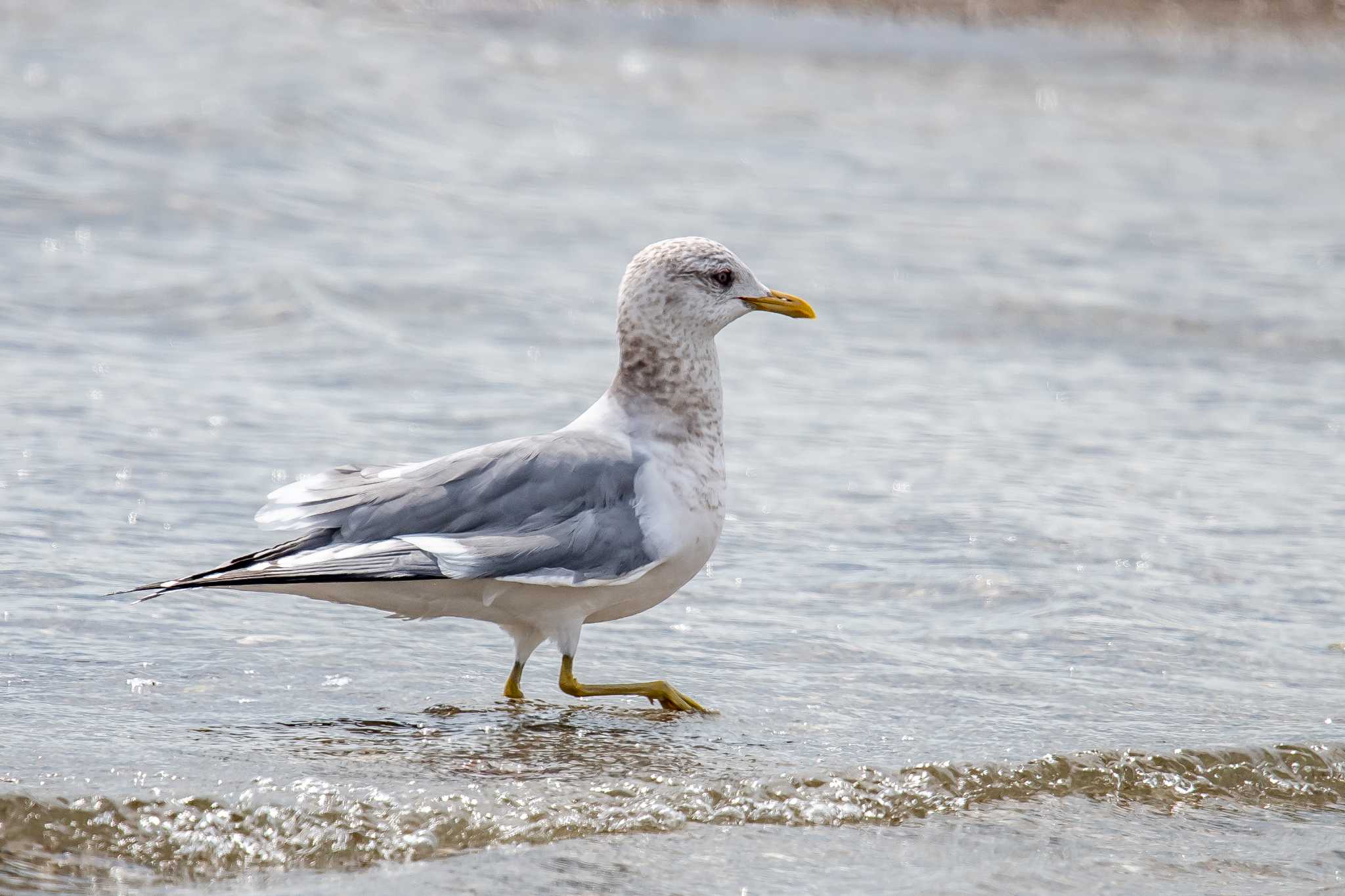 Photo of Common Gull at 加古川 by ときのたまお