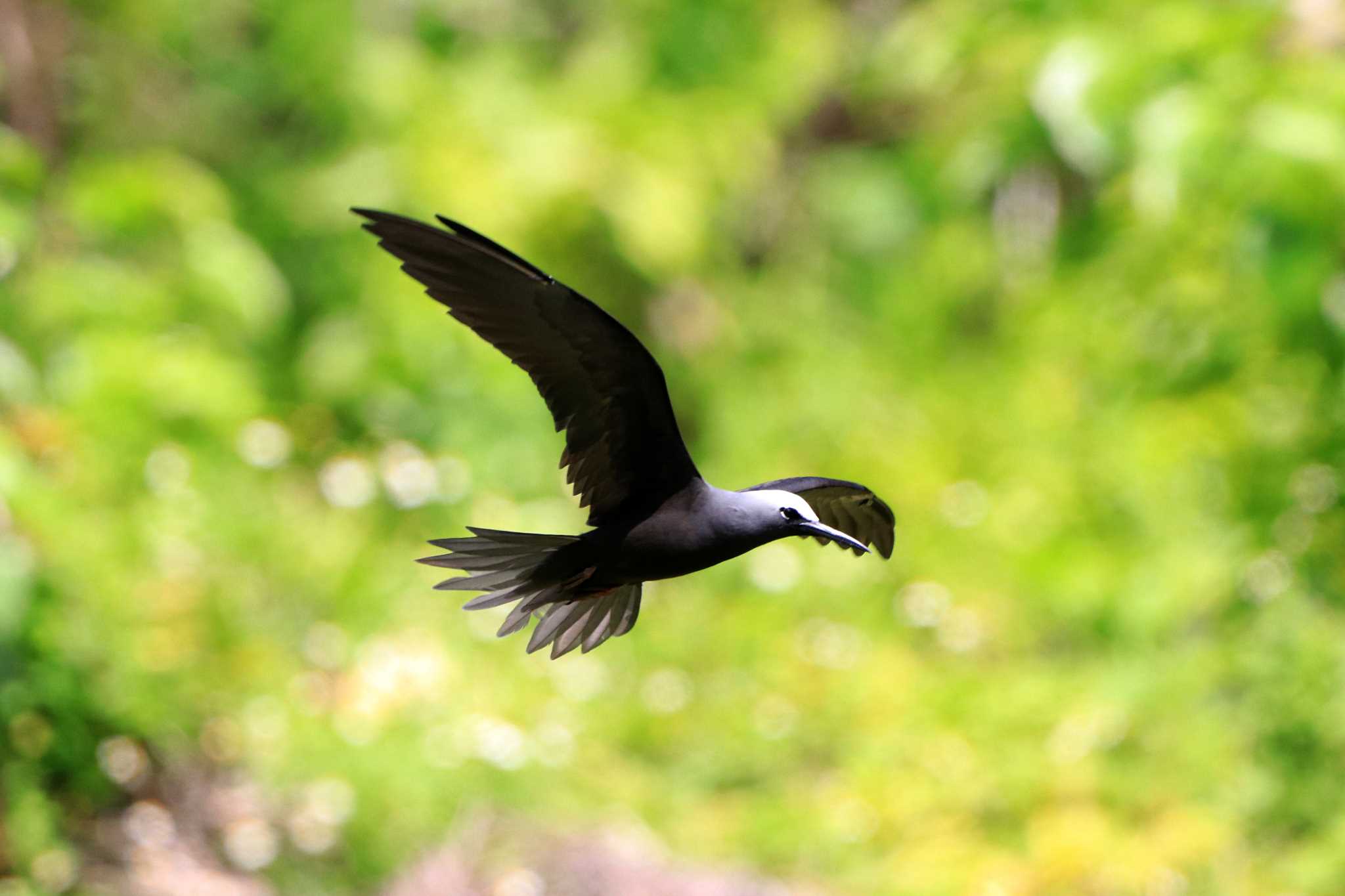 Photo of Black Noddy at Peleliu Island (Palau) by とみやん