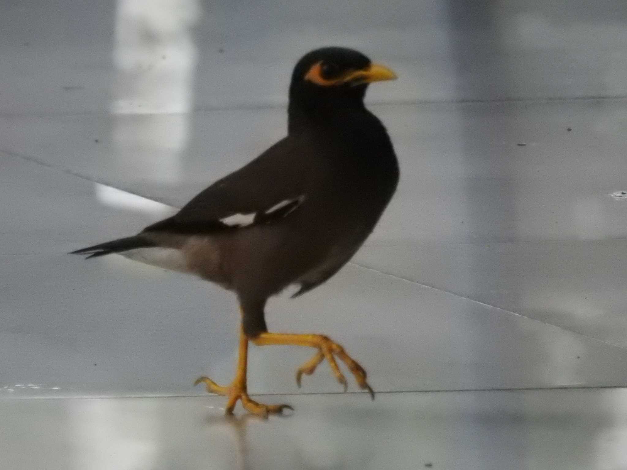 Photo of Common Myna at タイ by でみこ