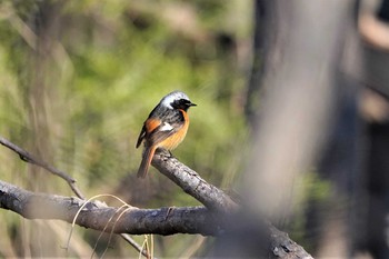 ジョウビタキ 大麻生野鳥の森 2019年4月4日(木)