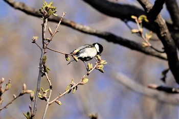 シジュウカラ 大麻生野鳥ノ森 2019年4月4日(木)