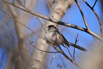 エナガ 大麻生野鳥の森 2019年4月4日(木)