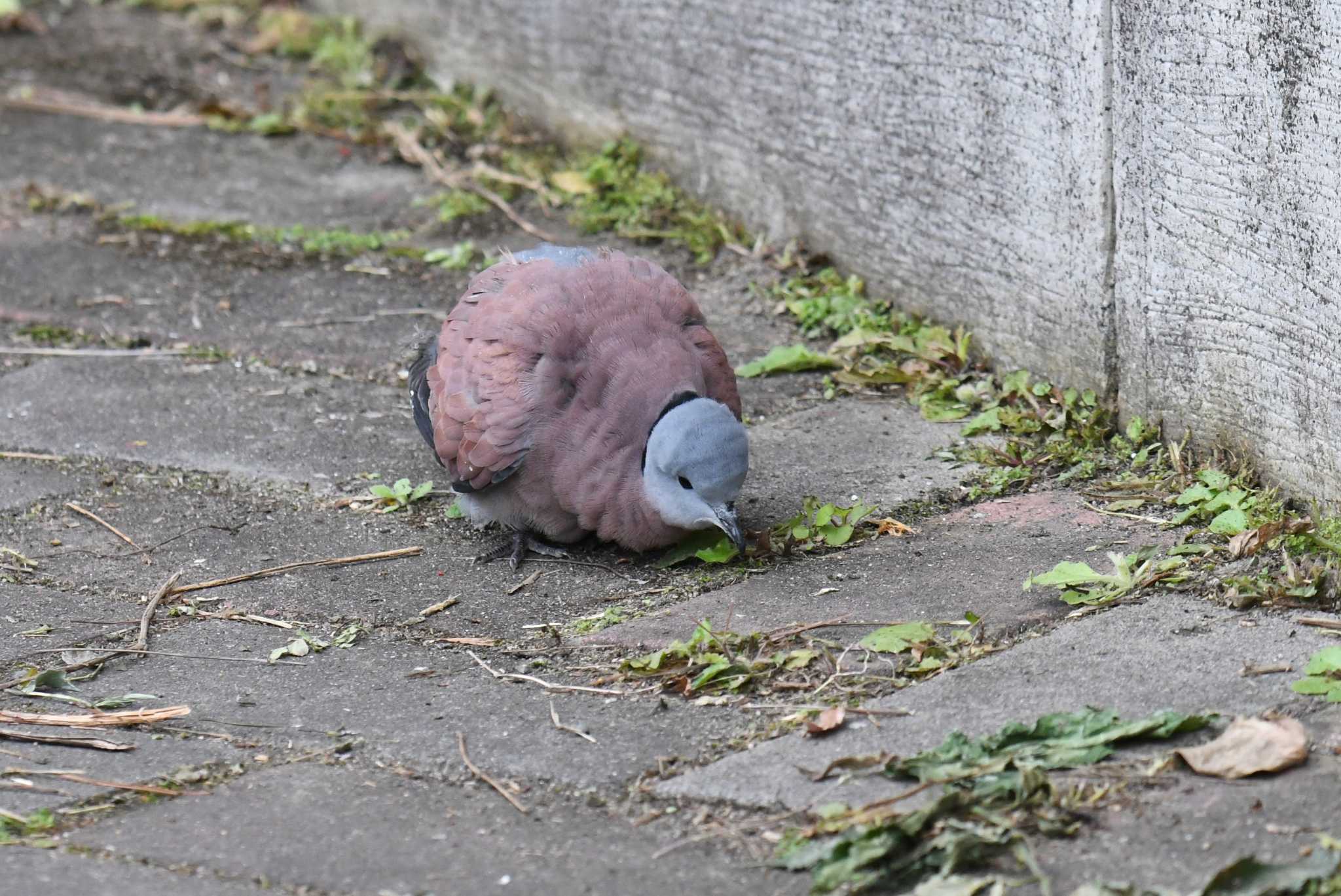 台北植物園 ベニバトの写真 by あひる