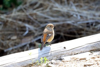 2019年4月4日(木) 加木屋緑地の野鳥観察記録