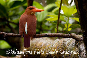 Ruddy Kingfisher(bangsi) Ishigaki Island Fri, 4/5/2019
