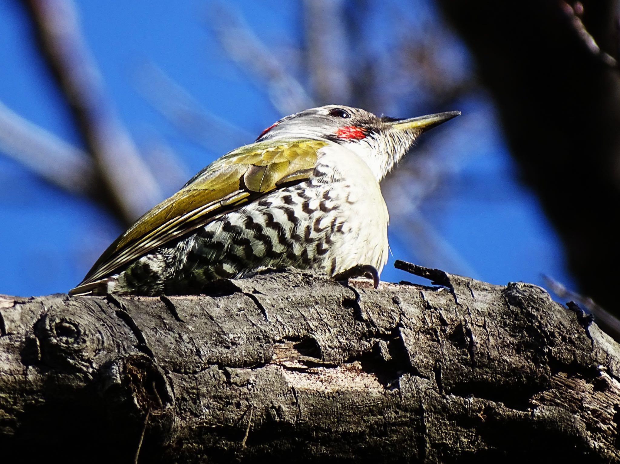 2025年2月7日(金) 舞岡公園の野鳥観察記録 by KAWASEMIぴー 2025年2月7日(金) 舞岡公園の野鳥観察記録 by KAWASEMIぴー