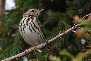 Olive-backed Pipit 東京都多摩地域 Tue, 4/2/2019