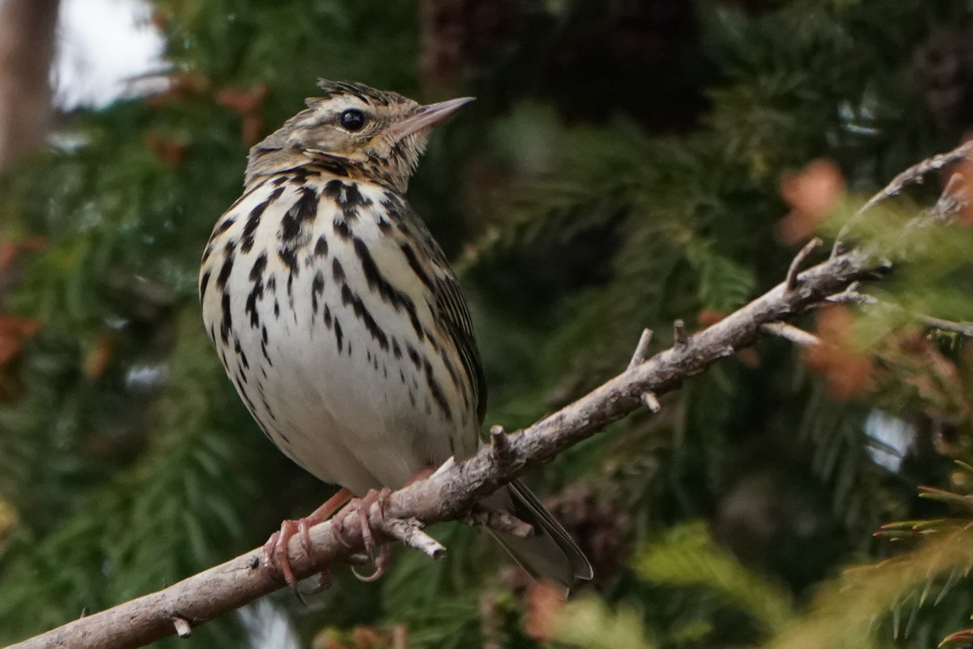 Photo of Olive-backed Pipit at 東京都多摩地域 by Orion-HAS