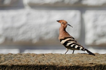 ヤツガシラ 場所が不明 2019年4月4日(木)