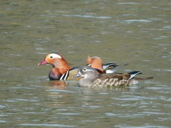 Sun, 3/24/2019 Birding report at Osaka Tsurumi Ryokuchi