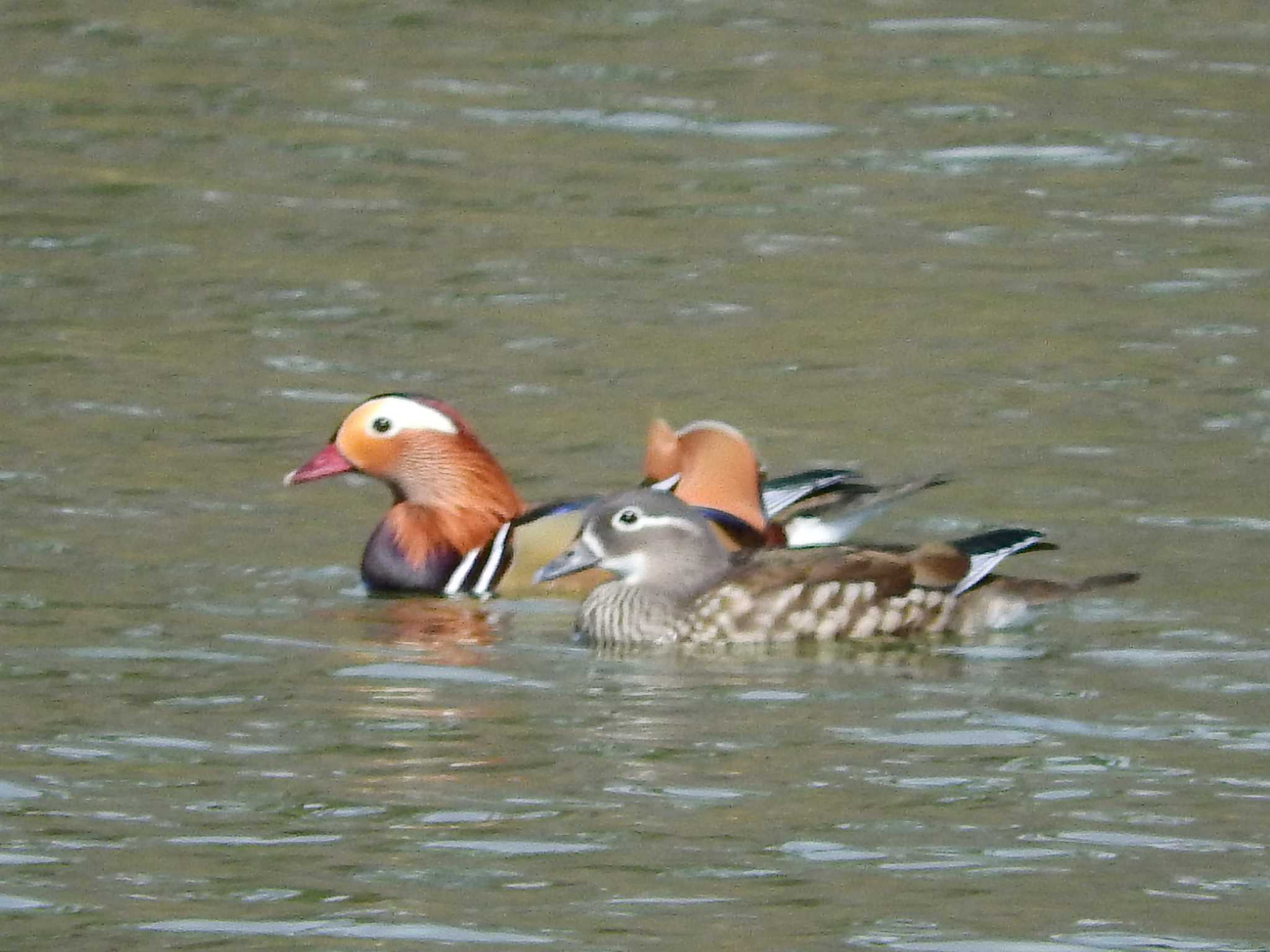 Mandarin Duck