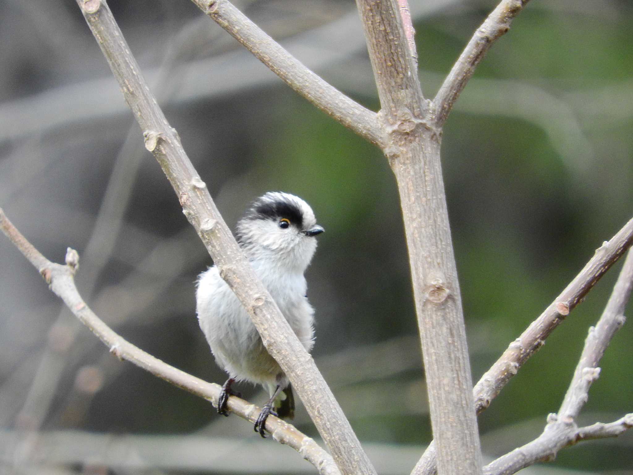 Long-tailed Tit