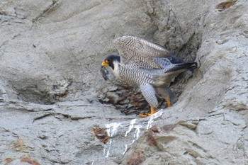 Peregrine Falcon 神奈川 Sat, 4/6/2019