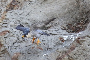 Peregrine Falcon 神奈川 Sat, 4/6/2019