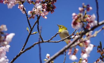 メジロ 場所が不明 2019年4月4日(木)