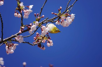 メジロ 場所が不明 2019年4月4日(木)