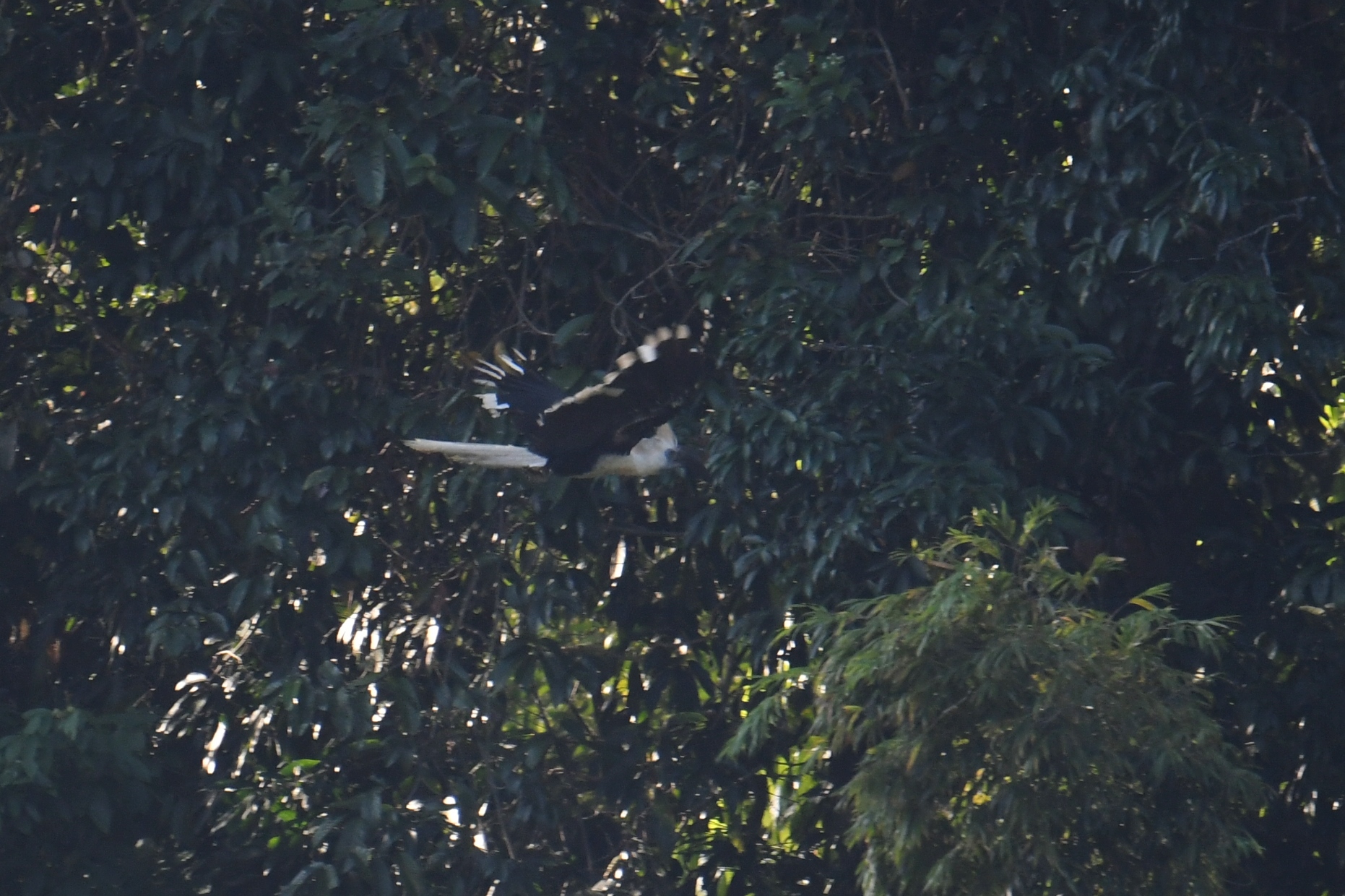 White-crowned Hornbill