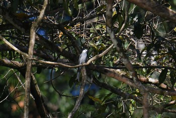 Ashy Drongo Khao Sok NP Sat, 2/23/2019