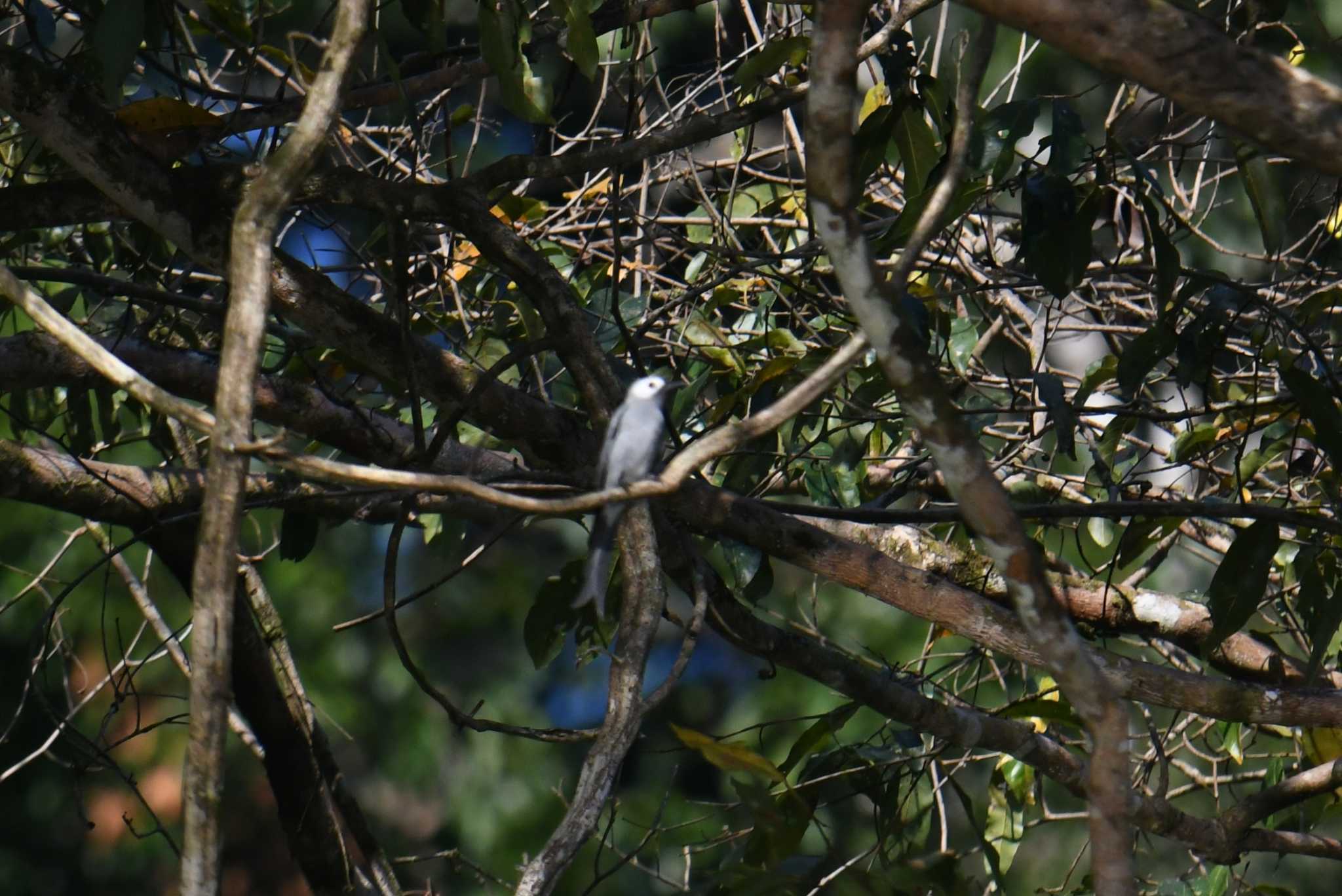 Ashy Drongo