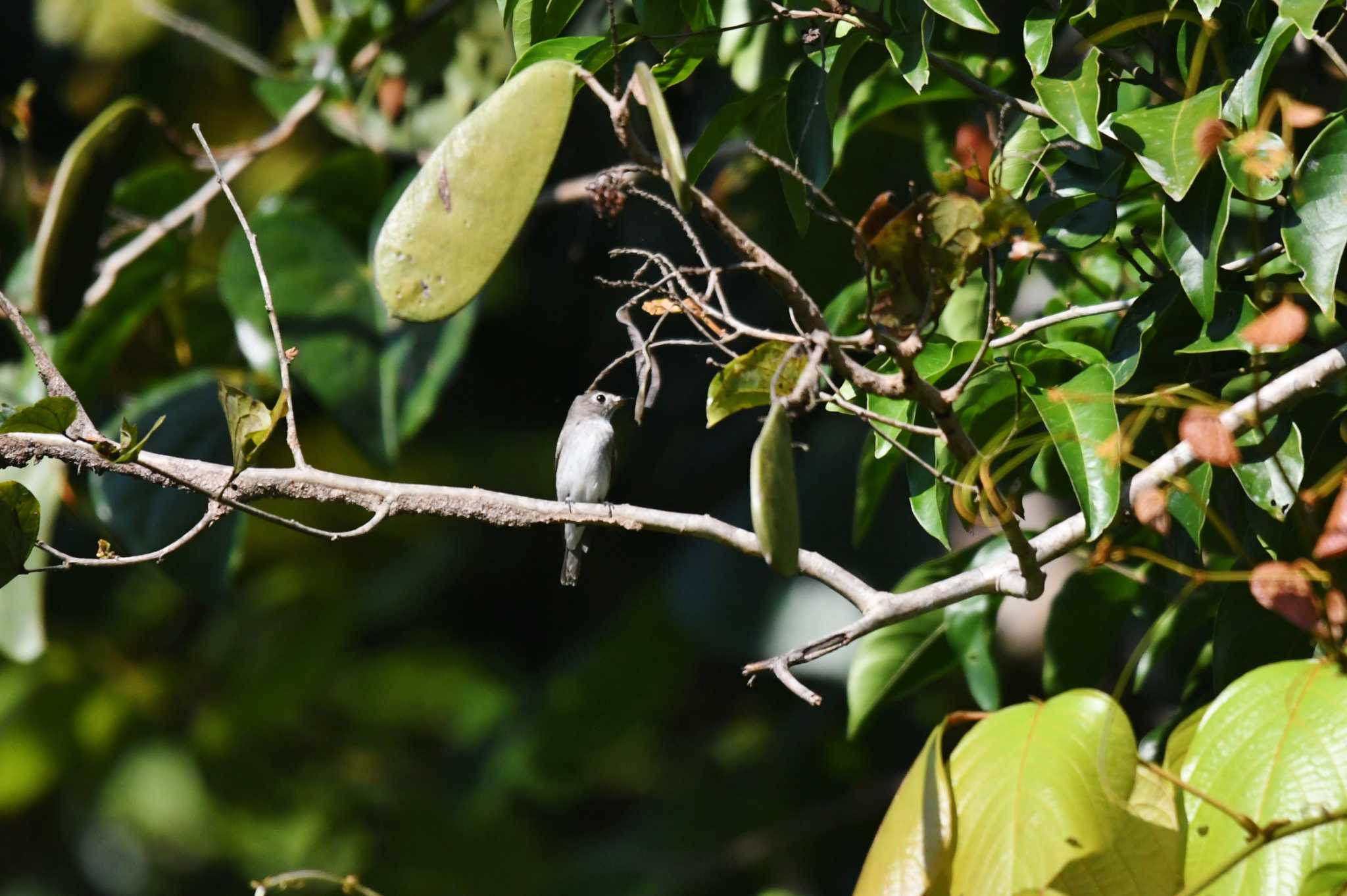 Asian Brown Flycatcher