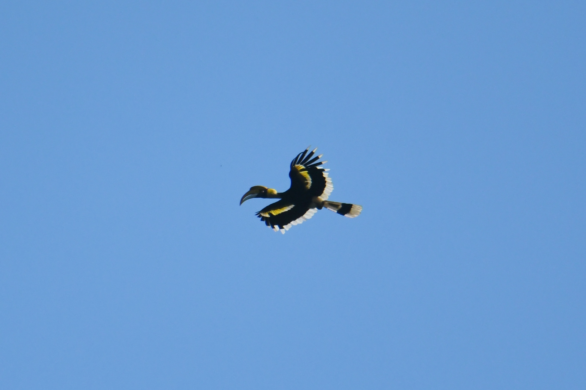 Photo of Great Hornbill at Khao Sok NP by あひる