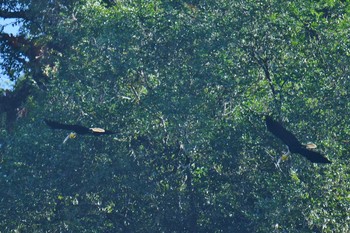 Wreathed Hornbill Khao Sok NP Sat, 2/23/2019