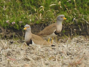 Grey-headed Lapwing 天白川 Sat, 1/13/2024