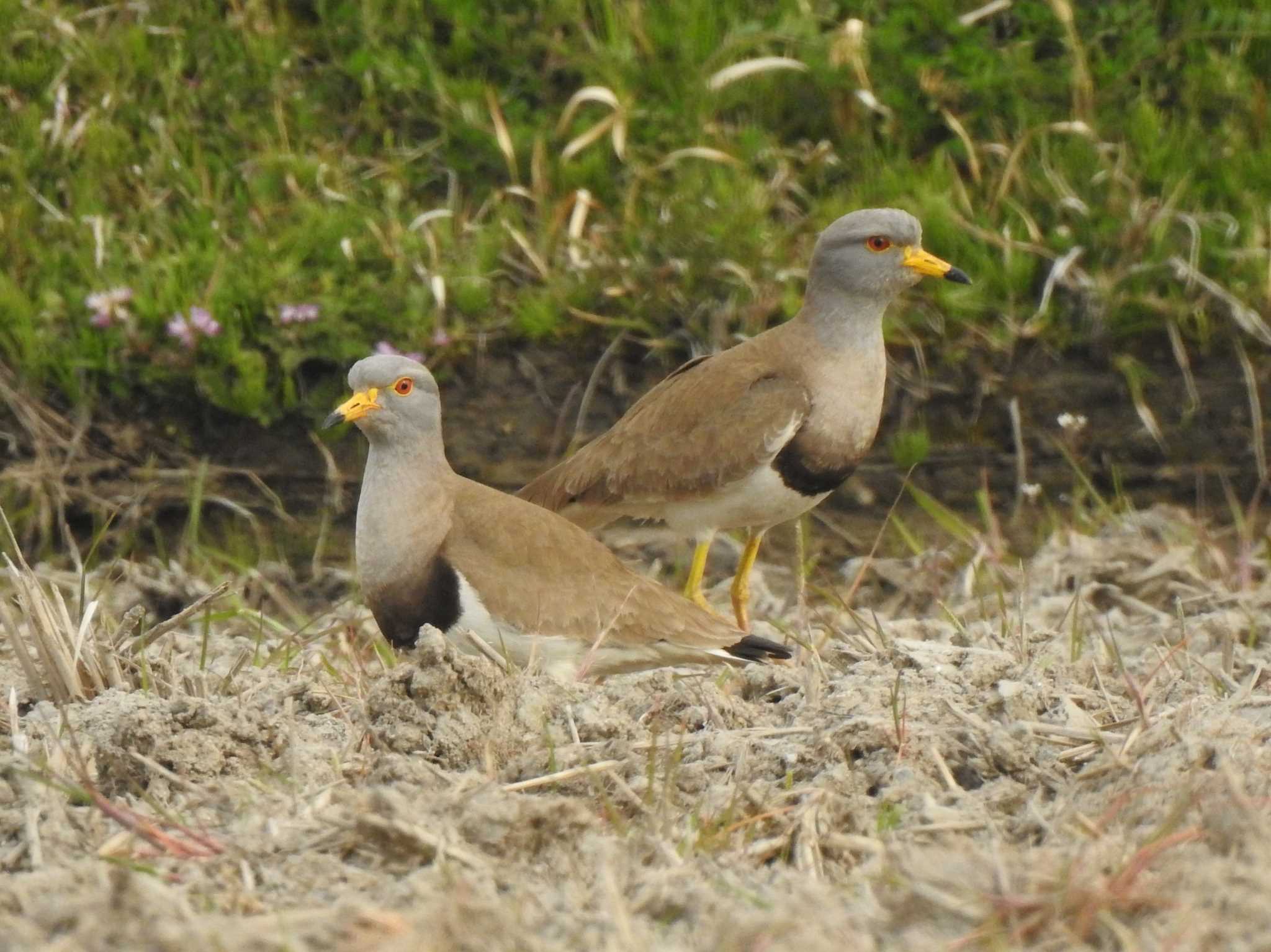 Grey-headed Lapwing