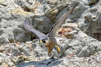 Peregrine Falcon 神奈川 Sat, 4/6/2019