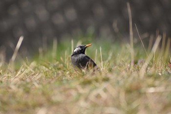 2019年4月6日(土) 多摩川二ヶ領宿河原堰の野鳥観察記録