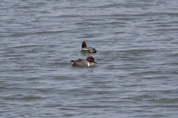 アメリカコガモ 愛知県 2019年4月6日(土)