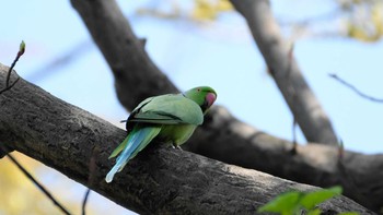 ワカケホンセイインコ 品川区 2019年4月6日(土)