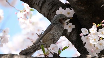 ヒヨドリ 品川区 2019年4月6日(土)