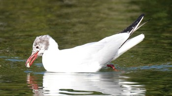 ユリカモメ 品川区 2019年4月6日(土)