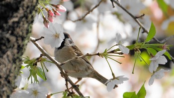 スズメ 品川区 2019年4月6日(土)