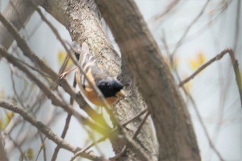 アトリ 服部緑地 2019年4月5日(金)