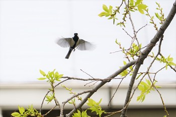 シジュウカラ 服部緑地 2019年4月5日(金)