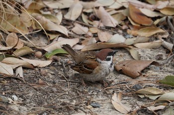 Eurasian Tree Sparrow Hattori Ryokuchi Park Fri, 4/5/2019