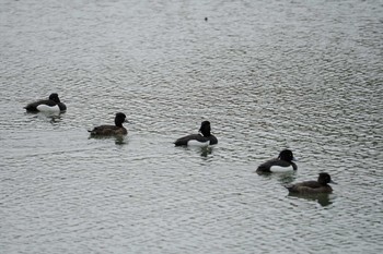 Tufted Duck Hattori Ryokuchi Park Fri, 4/5/2019