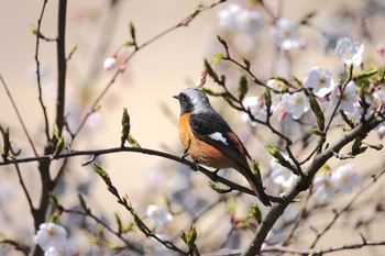 ジョウビタキ 場所が不明 2019年4月4日(木)