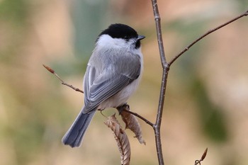 ハシブトガラ 北海道 函館市 見晴公園 2019年4月6日(土)