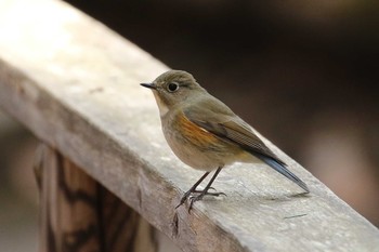 ルリビタキ 北海道 函館市 見晴公園 2019年4月6日(土)