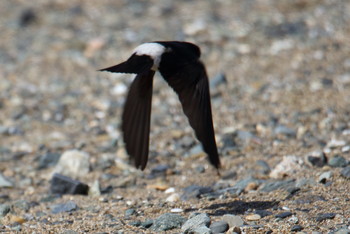 Asian House Martin 会瀬漁港 Sat, 4/6/2019