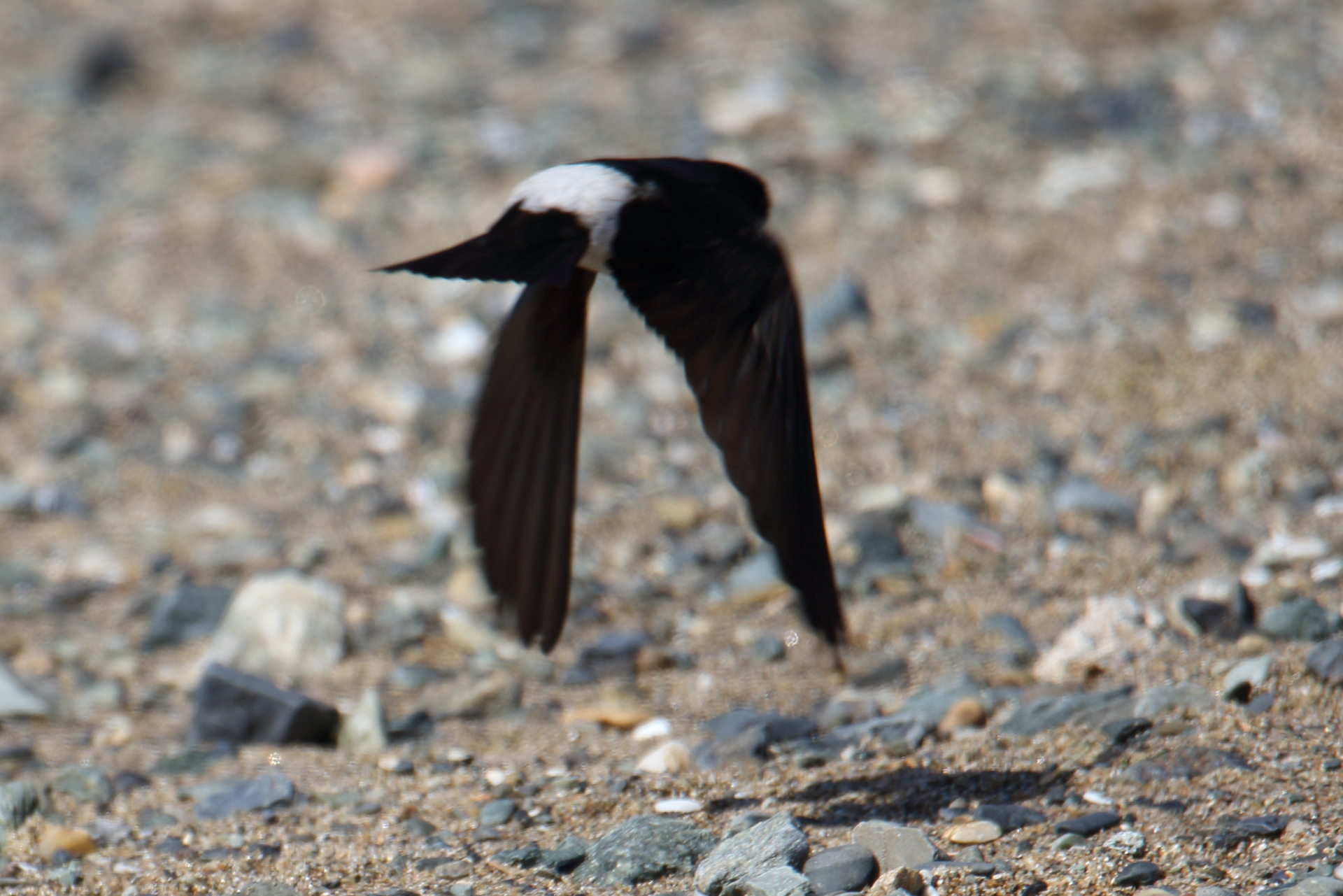 Photo of Asian House Martin at 会瀬漁港 by マイク