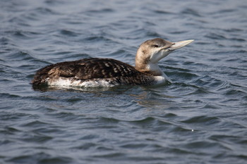 Yellow-billed Loon Unknown Spots Sat, 4/6/2019