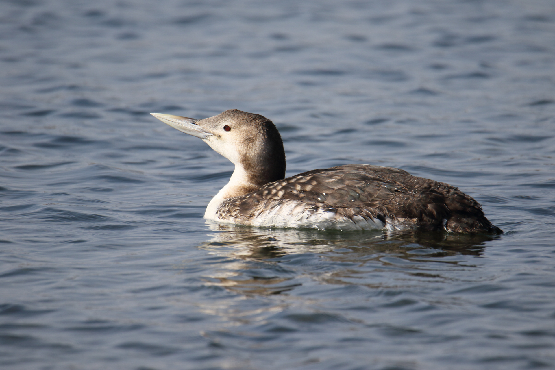 Photo of Yellow-billed Loon at  by マイク