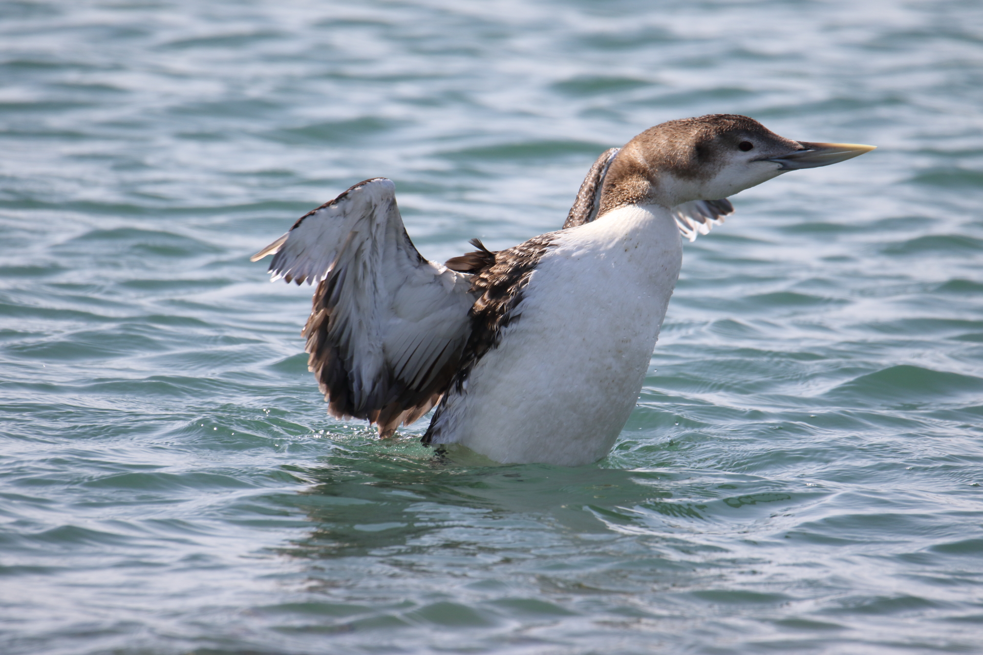 Photo of Yellow-billed Loon at  by マイク