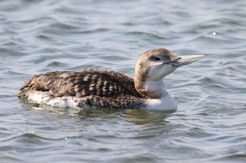 Yellow-billed Loon 会瀬漁港 Sat, 4/6/2019